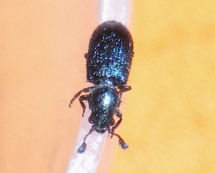 Necrobia violacea  (Cleridae) in copula